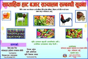 भानु नगरपालिकामा साप्ताहिक हाट बजार सञ्चालनमा आउने