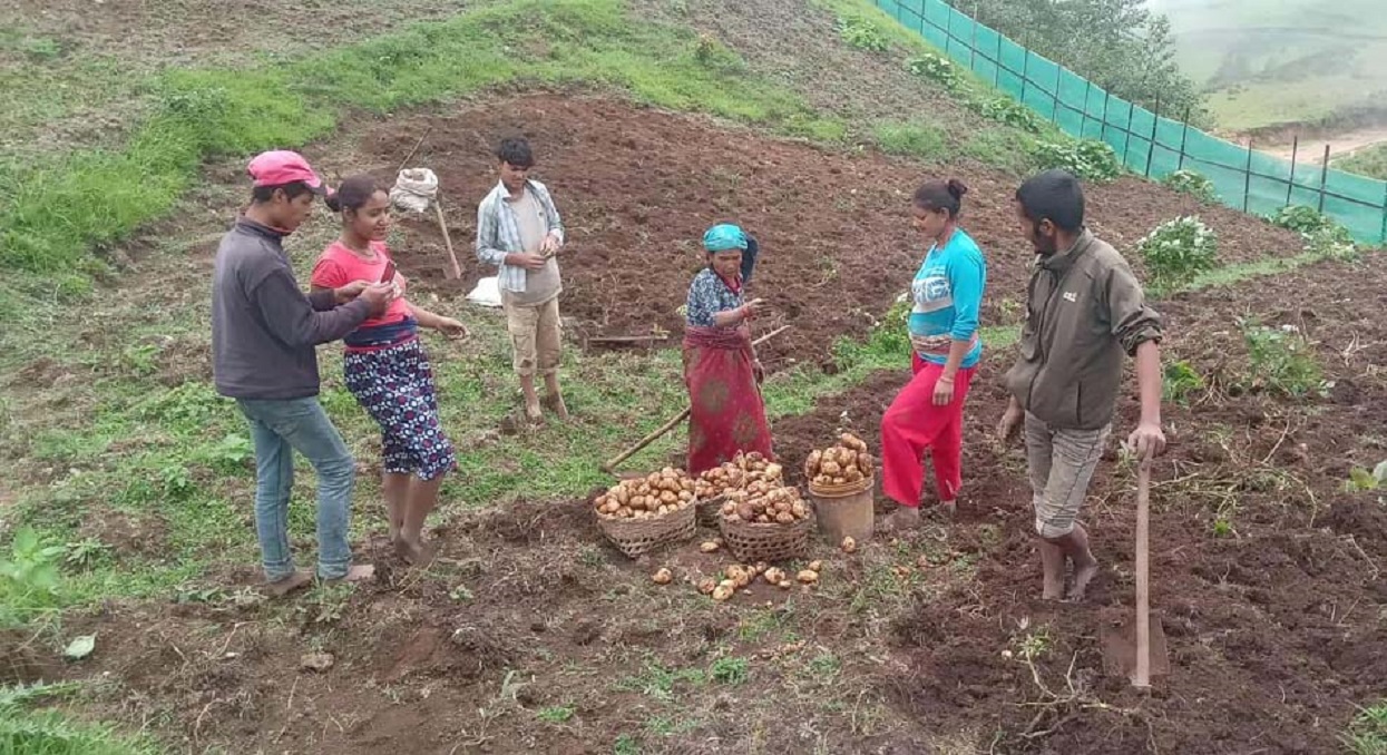 आलु बिक्री गर्न कोसेली घर सञ्चालन