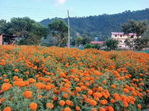 तिहारका लागि सयपत्री फूलका पाँच हजार बिरुवा बिक्री