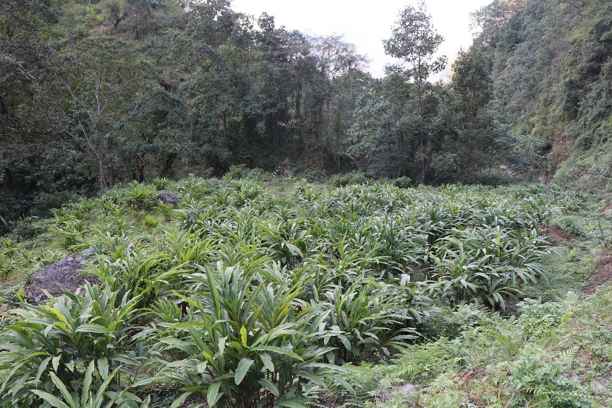 अर्मनमा अलैँचीखेतीको परीक्षण सफल